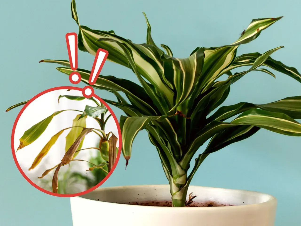 Dracena z żółknącymi liśćmi. Czy to problem z podlewaniem? Czerwone wykrzykniki wskazują na problem.