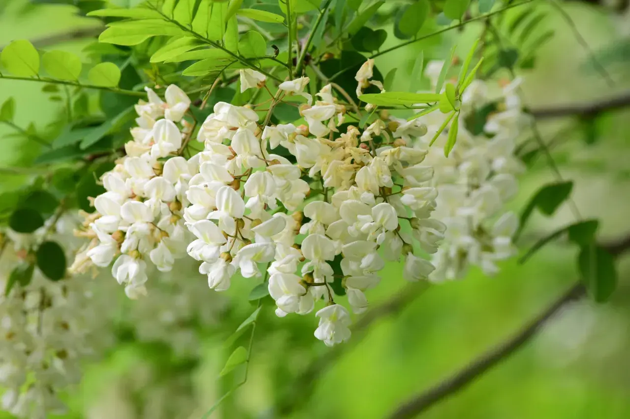 Kwitnąca robinia akacjowa różowa, z białymi, zwisającymi gronami kwiatów i zielonymi liśćmi.