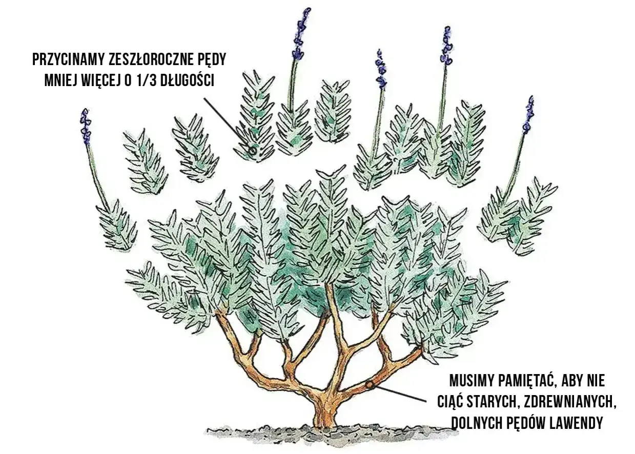 Ilustracja pokazuje, kiedy przycinać lawendę: zeszłoroczne pędy o 1/3 długości, unikając starych, zdrewniałych dolnych pędów.