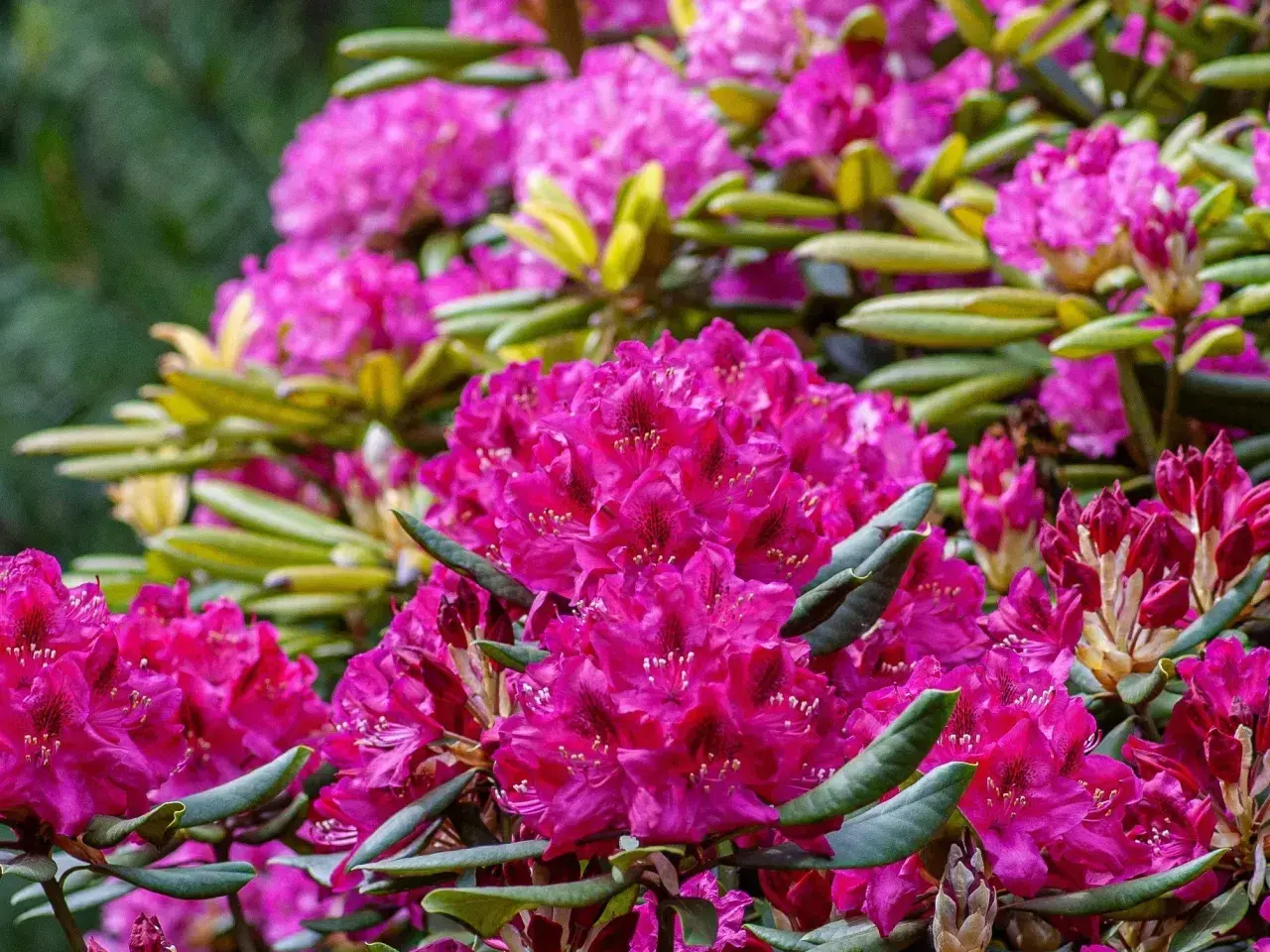 Kwitnące rododendrony w intensywnym różu, potrzebujące specjalnej ziemi do rododendronów, by zachwycać w pełni.