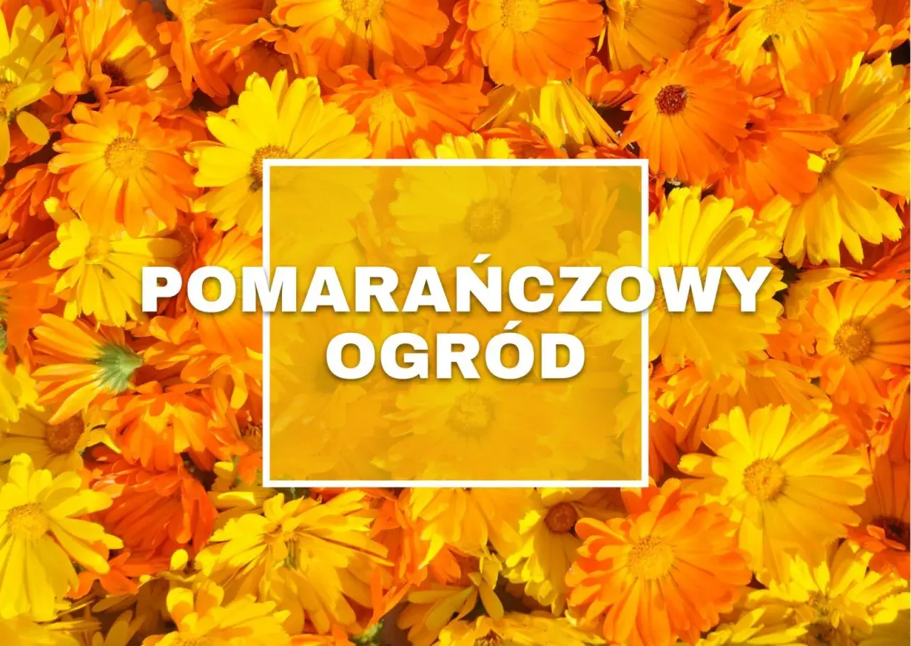 Pomarańczowe kwiaty tworzą słoneczny ogród.