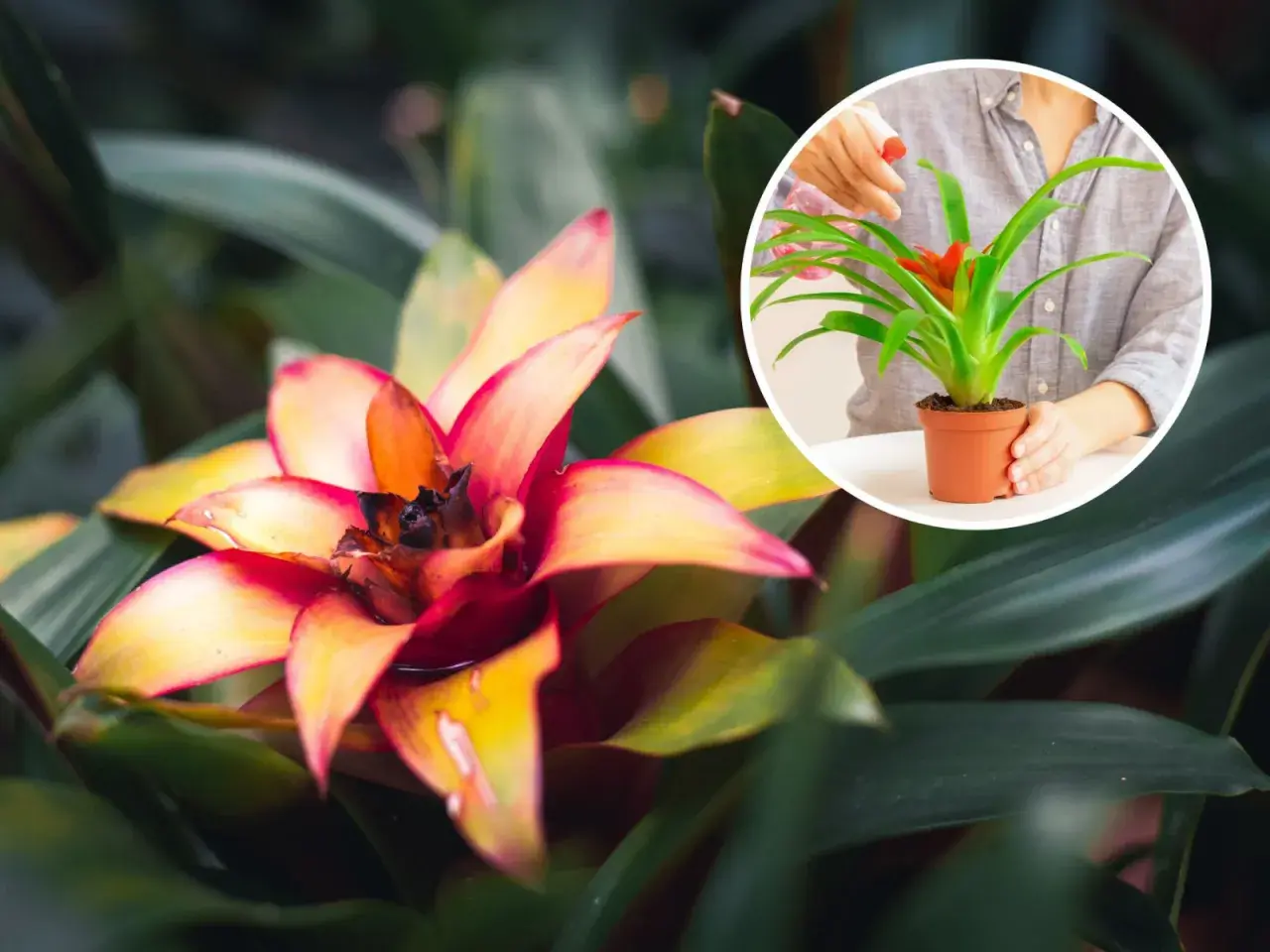 Kwiat bromelia w pełnym rozkwicie, z ognistymi płatkami. W okręgu widać ręce podlewające mniejszą bromelię.