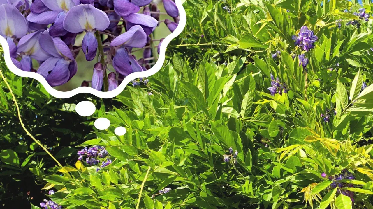 Piękne, fioletowe kwiaty wisterii w chmurce myśli, przypominające o tym, kiedy kwitnie wisteria.