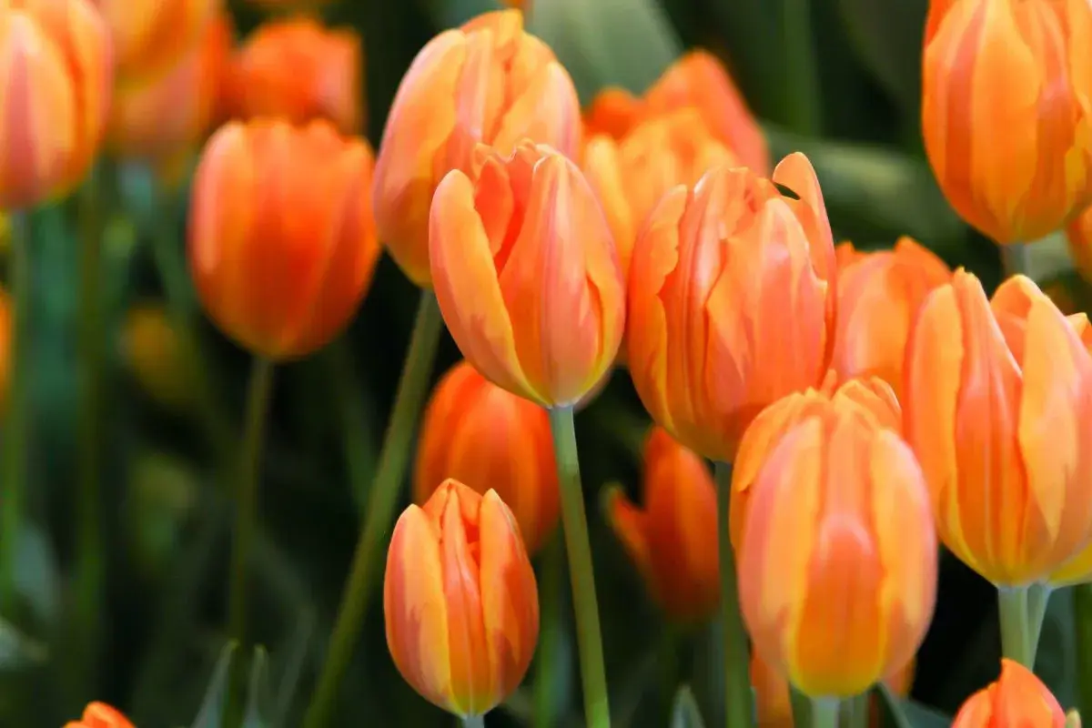 Pomarańczowe tulipany w pełnym rozkwicie. Czy tulipany są wieloletnie? Te piękne kwiaty zachwycają wiosną.