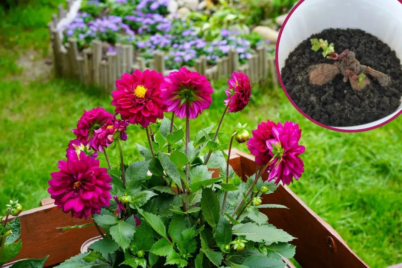 Piękne, fuksjowe dalie w drewnianej skrzyni. W rogu widać bulwę dalii w donicy, gotową do posadzenia. Dowiedz się, jak sadzić dalie w donicy.