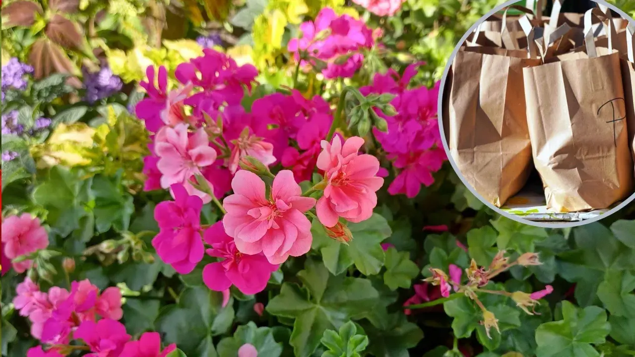 Kwitnące pelargonie w odcieniach różu i fuksji. Czy pelargonia jest wieloletnia? W tle papierowe torby.