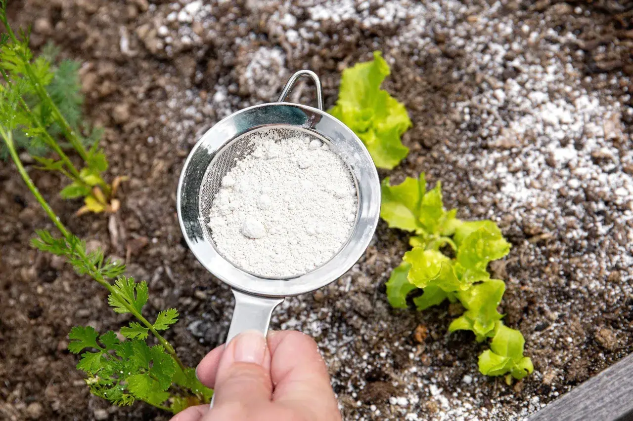 Sita z ziemią okrzemkową nad młodymi sadzonkami. Naturalny sposób na ochronę roślin.
