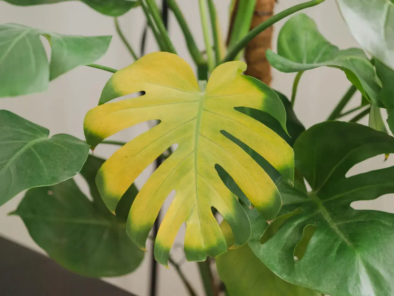 Monstera żółkną liście, z widocznymi przebarwieniami od zieleni do jaskrawej żółci.