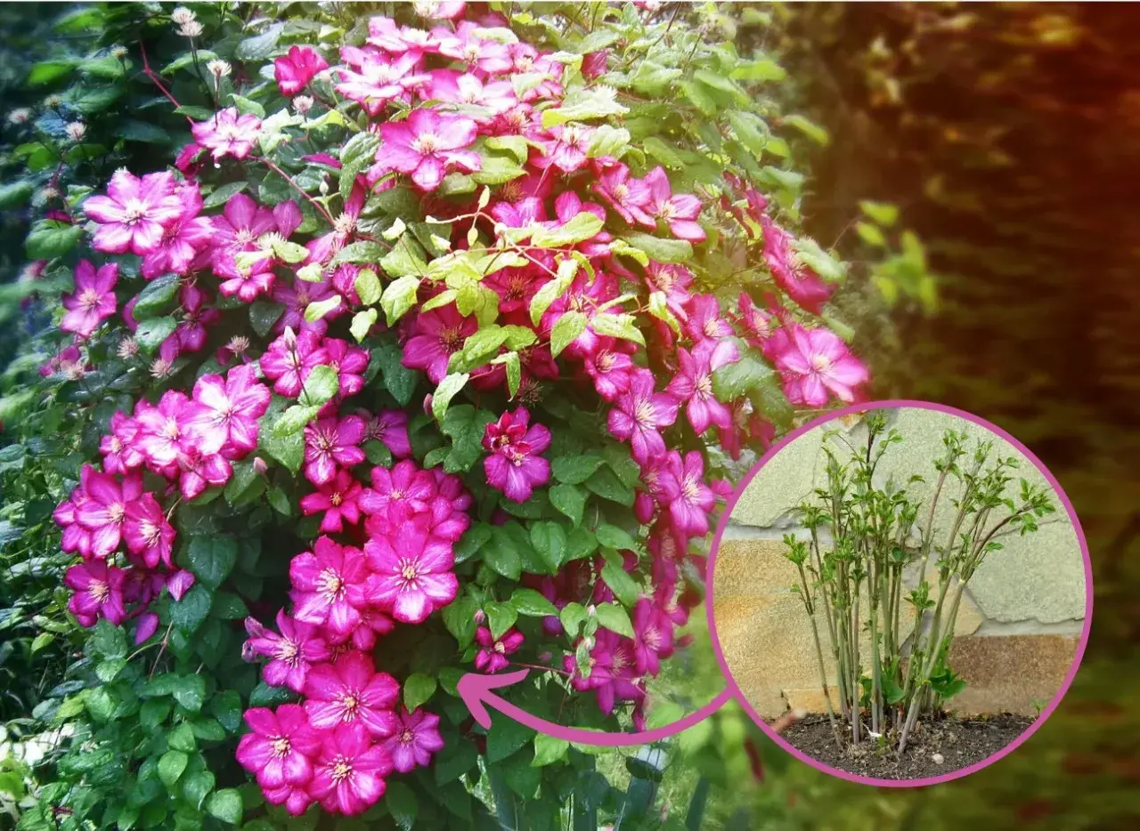 Kwitnący powojnik w pełnym rozkwicie. W okręgu młoda sadzonka, pokazująca początek uprawy clematisa.