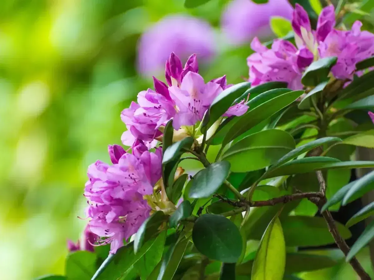 Piękny rododendron w fioletowych kwiatach, gotowy do przycinania po kwitnieniu, by zachować jego kształt.