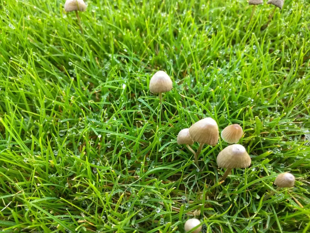 Małe grzyby na mokrej od rosy trawie. Kropelki wody lśnią na zielonych źdźbłach, a delikatne grzyby wyrastają wśród nich.