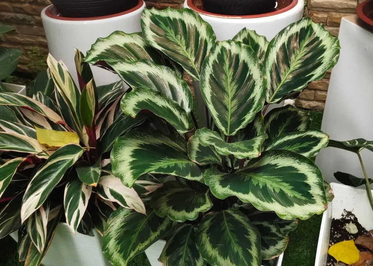 Calathea zachwyca liśćmi. Jak dbać o tę roślinę, by była piękna?