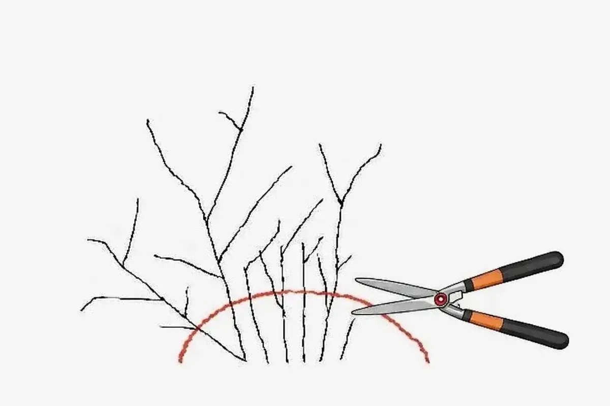 Ilustracja pokazuje nożyce ogrodnicze gotowe do cięcia gałązek tawuły japońskiej, zaznaczonych czerwoną linią.