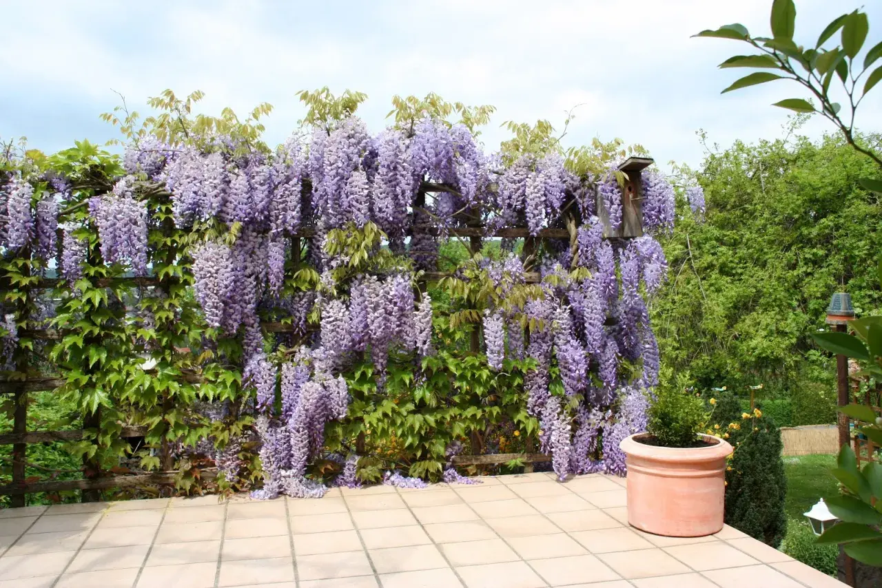 Obficie kwitnąca wisteria w odcieniach fioletu, pnąca się po drewnianej pergoli. Idealny czas, by pomyśleć, wisteria kiedy sadzić, by cieszyć się takim widokiem.
