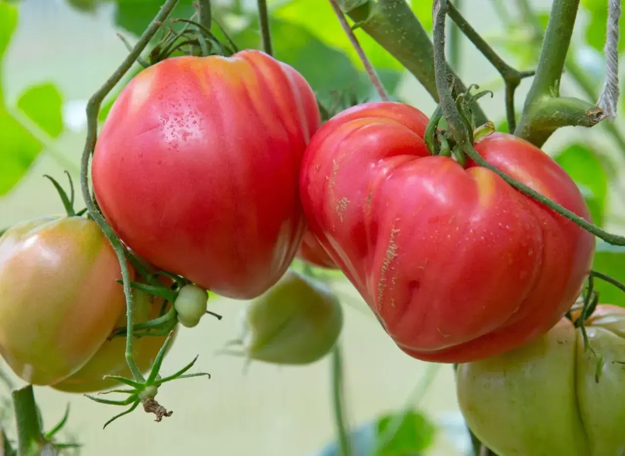 Dojrzałe, mięsiste pomidory odmiany Beefsteak dojrzewają na krzaku, obok zielonych owoców.