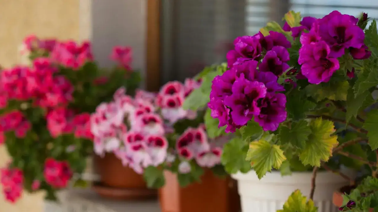 Fioletowy anginowiec w doniczce, na tle innych kwitnących pelargonii.