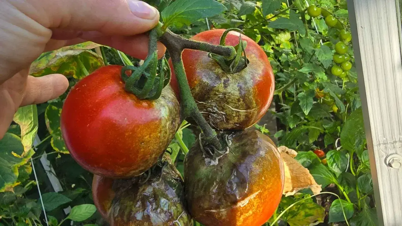 Pomidory z plamami, być może objawy miedzianu na pomidory. Widać uszkodzenia na skórce owoców.