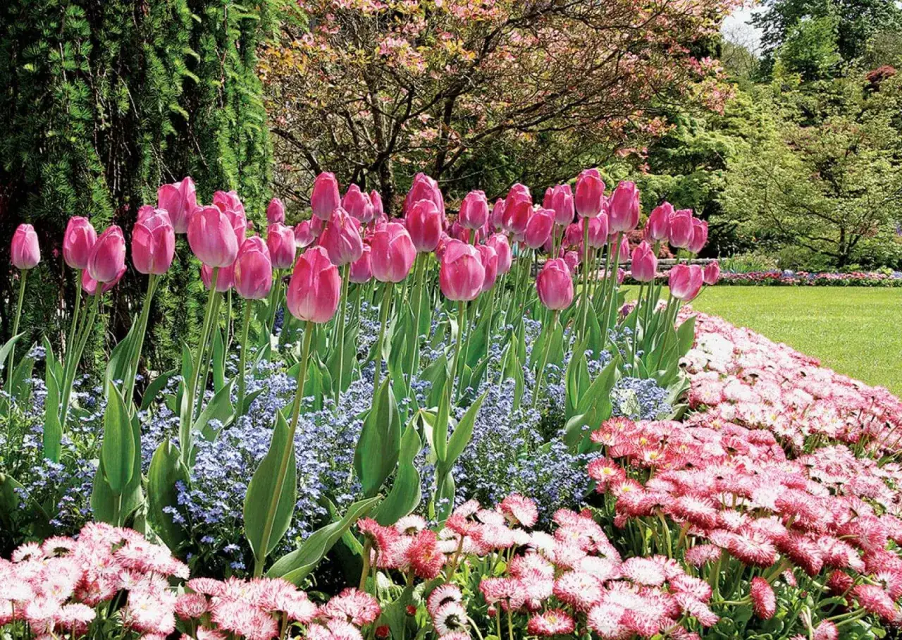 Różowe tulipany botaniczne kwitną w ogrodzie, otoczone błękitnymi niezapominajkami i różowymi stokrotkami.