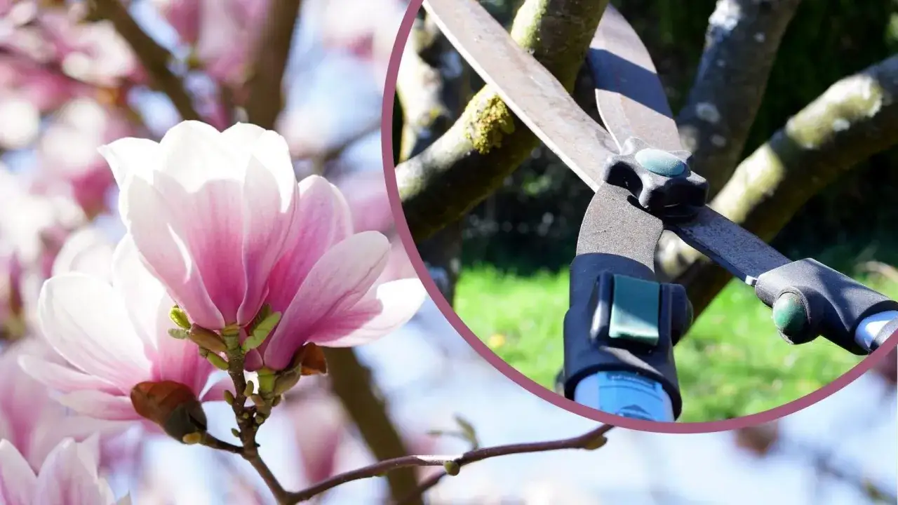 Delikatne płatki magnolii po przekwitnięciu, a obok nożyce do przycinania gałęzi. Czas na pielęgnację ogrodu.