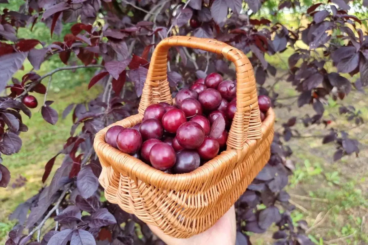 Koszyk pełen dojrzałych, ciemnoczerwonych owoców śliwy wiśniowej krzyżówki, zebranych z drzewa o purpurowych liściach.