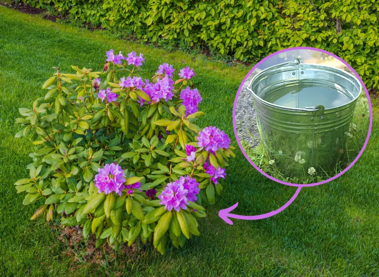 Piękny rododendron kwitnie, a obok stoi wiadro z wodą, gotowe do podlewania. To prosty domowy nawóz do rododendronów.
