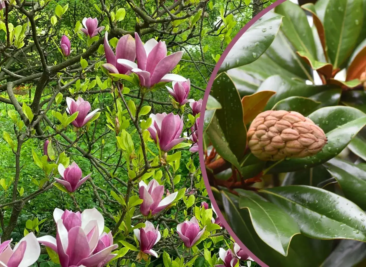 Kwiaty magnolii i jej owocostany. Zastanawiamy się, czy gałązka magnolii się ukorzeni, by dać początek nowemu drzewu.