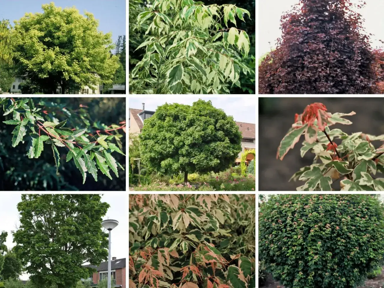 Klon w różnych odsłonach: od soczystej zieleni po purpurowe liście i odmiany variegata. Każde drzewo klon zachwyca formą i kolorem.
