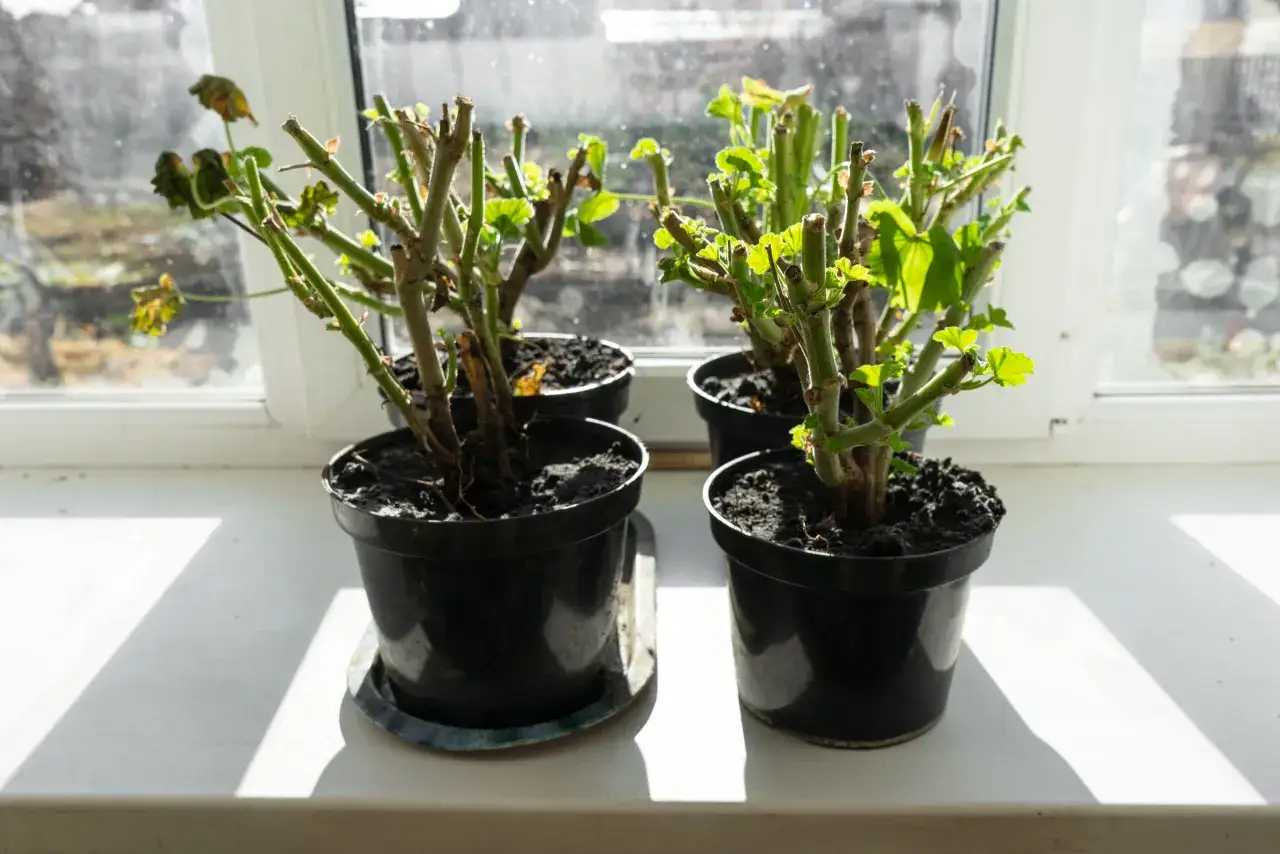Pelargonie w doniczkach na parapecie, z nowymi pędami. Czy pelargonia jest wieloletnia? Tak, przy odpowiedniej pielęgnacji.