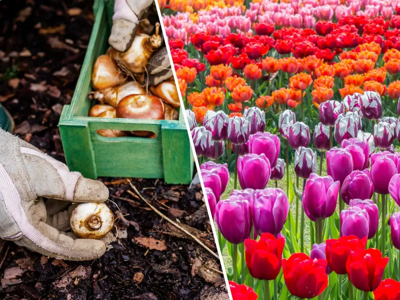 Sadzenie cebulek tulipanów, by cieszyć się wiosennym kwitnieniem. Wkrótce wyrośnie piękny tulipan lodowy.