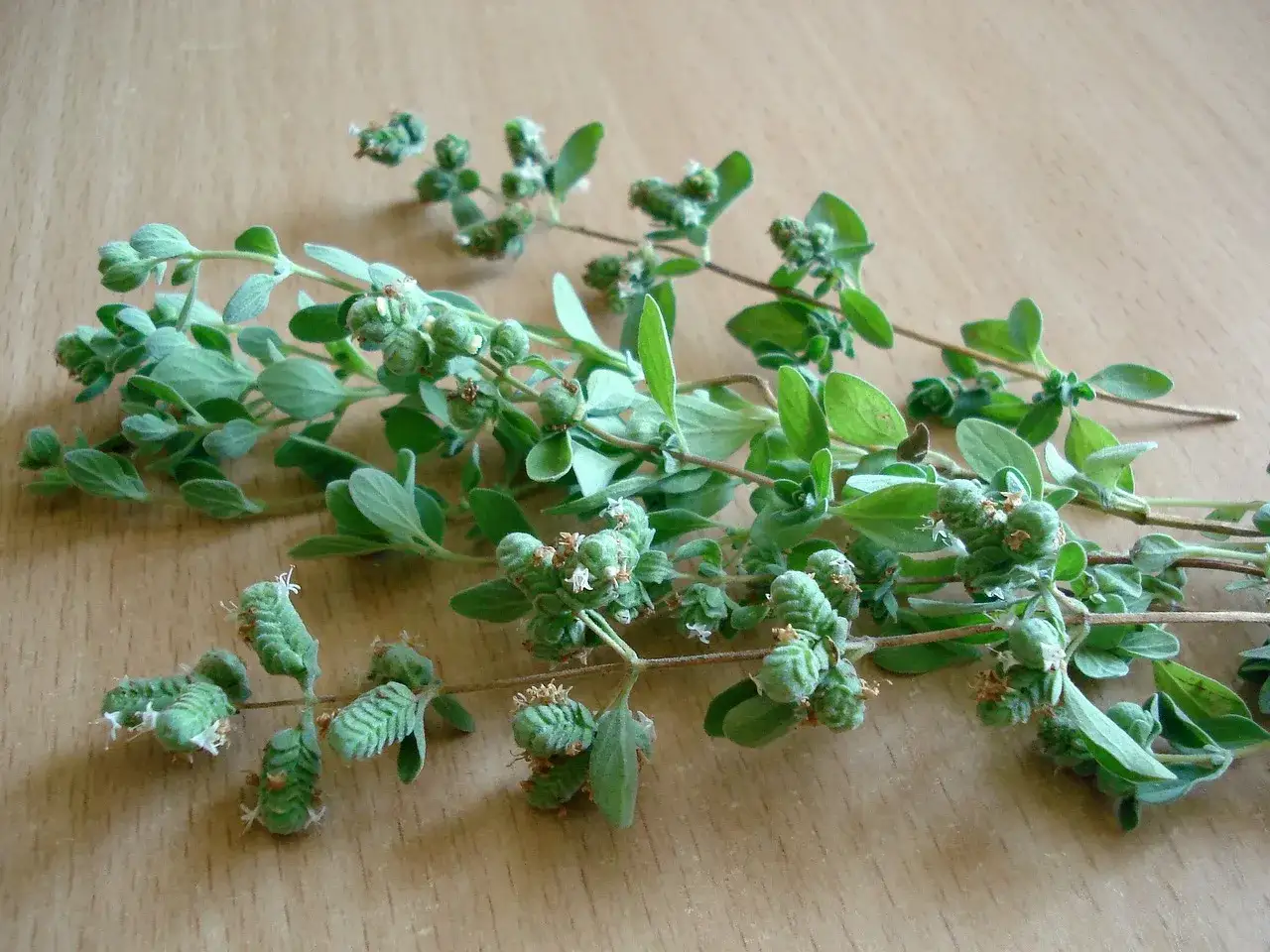 Gałązki oregano, świeżo zebrane z uprawy, z zielonymi liśćmi i pąkami kwiatowymi.