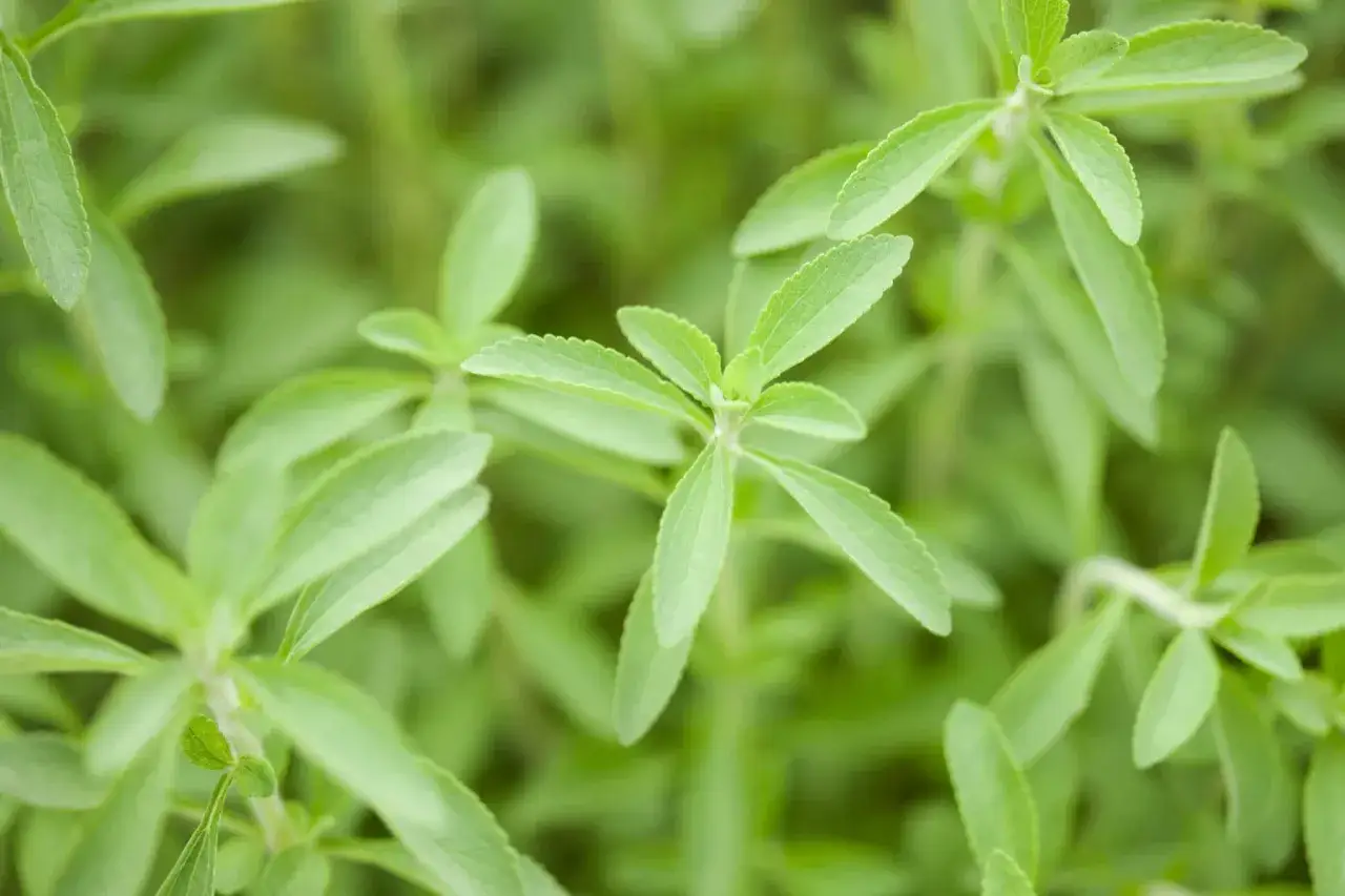 Zielone liście rośliny, która jest odpowiedzią na pytanie