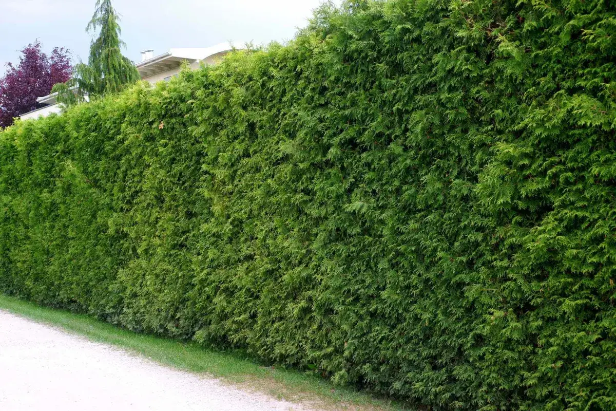 Gęsty żywopłot z zielonej tui, która tworzy naturalną barierę. W tle widać fragment domu i inne drzewa.