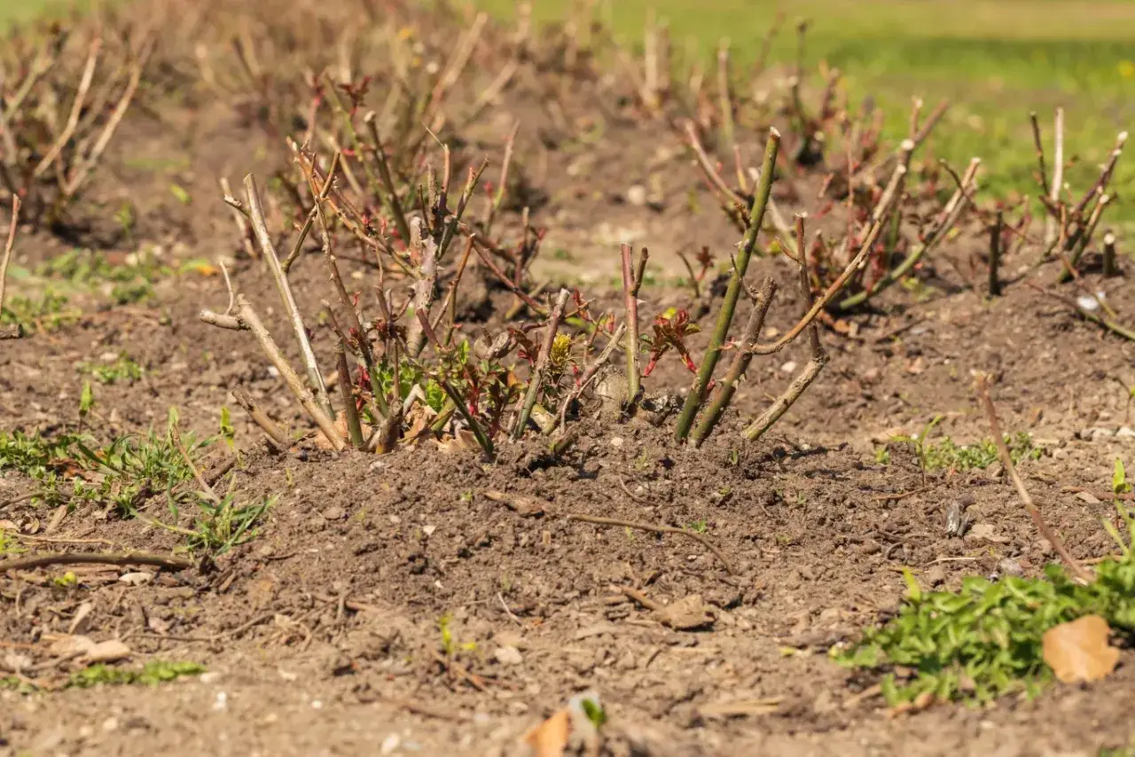 Wiosenne cięcie róż to klucz do ich zdrowego wzrostu. Krzewy róż po zimie, z widocznymi młodymi pędami, czekają na odpowiedni moment, kiedy przycinać róże na wiosnę.