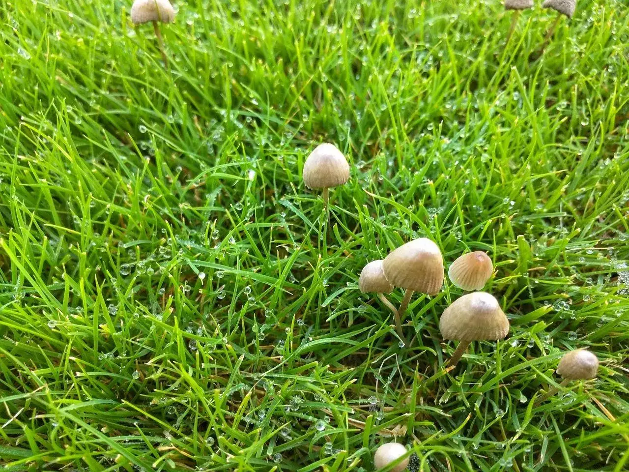 Małe, brązowe grzyby wyrastają z mokrej od rosy trawy.