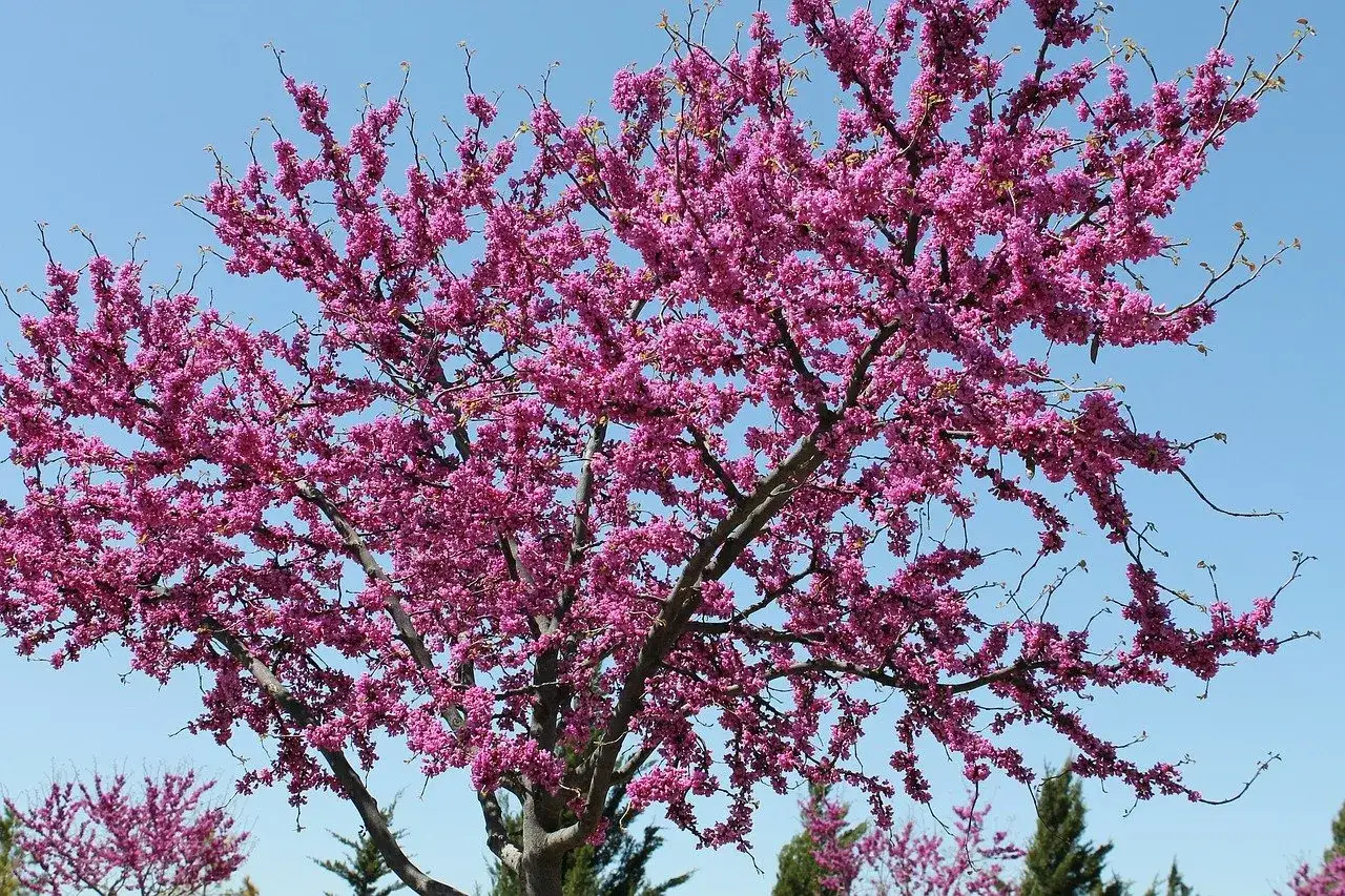 Kwitnąca robinia akacjowa różowa na tle błękitnego nieba.