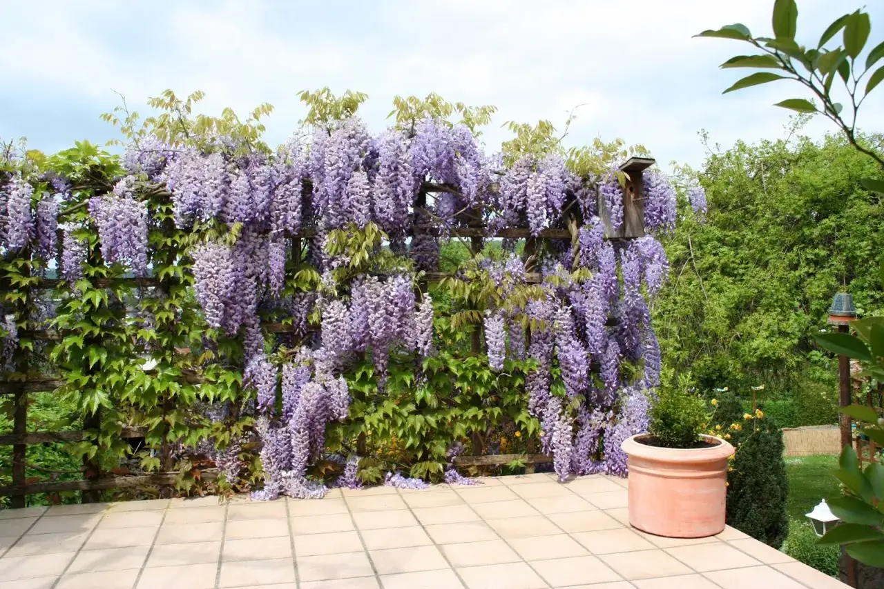 Obficie kwitnąca wisteria tworzy fioletowy wodospad na drewnianej pergoli. Wiosna w pełni, kiedy kwitnie wisteria.