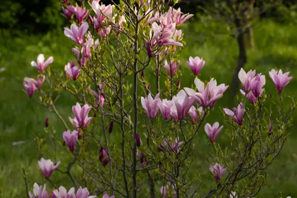Piękna magnolia w pełnym rozkwicie. Dowiedz się, jak sadzić magnolie, by cieszyć się tym widokiem co roku.