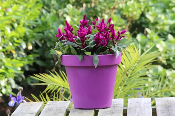 Celosia deep purple w fioletowej donicy, otoczona zielenią.