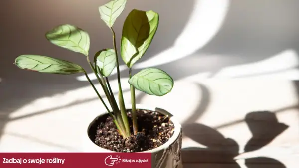 Delikatny kwiat calathea w ceramicznej doniczce, oświetlony słońcem. Liście z wyraźnym wzorem, rzucające cień.