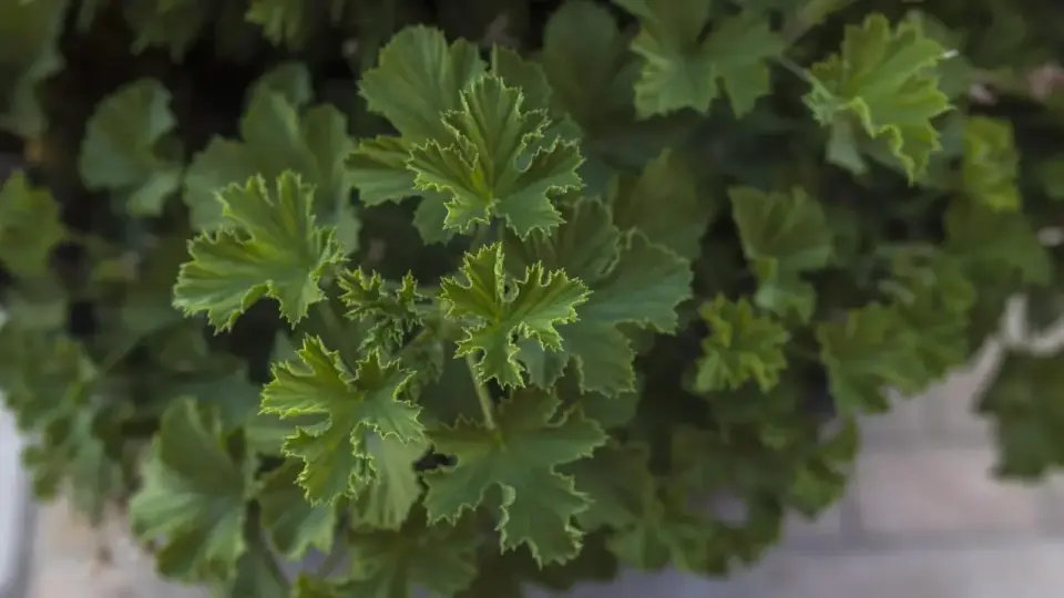 Anginowiec, czyli pelargonia pachnąca - uprawa i zastosowanie
